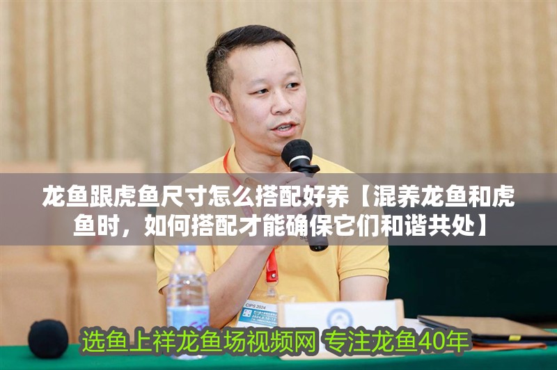 龍魚跟虎魚尺寸怎么搭配好養【混養龍魚和虎魚時，如何搭配才能確保它們和諧共處】