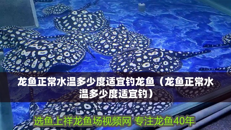 龍魚正常水溫多少度適宜釣龍魚（龍魚正常水溫多少度適宜釣）