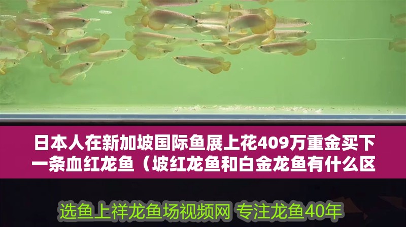 日本人在新加坡國際魚展上花409萬重金買下一條血紅龍魚（坡紅龍魚和白金龍魚有什么區(qū)別？）