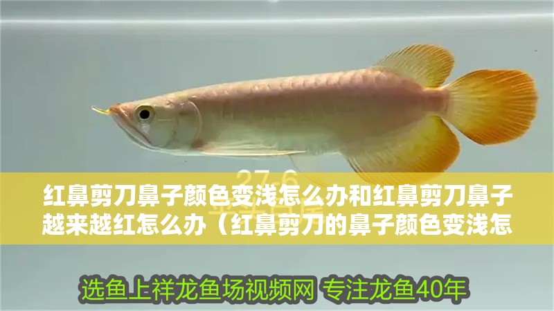 紅鼻剪刀鼻子顏色變淺怎么辦和紅鼻剪刀鼻子越來越紅怎么辦（紅鼻剪刀的鼻子顏色變淺怎么辦）