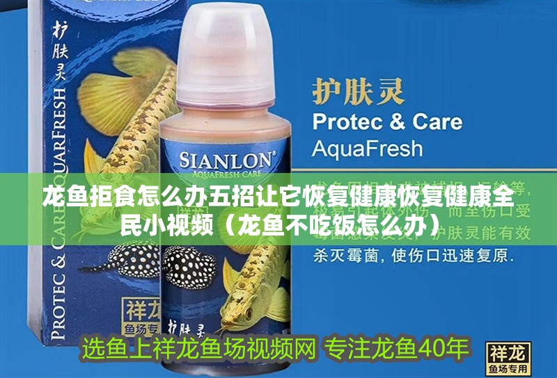龍魚拒食怎么辦五招讓它恢復(fù)健康恢復(fù)健康全民小視頻（龍魚不吃飯怎么辦）