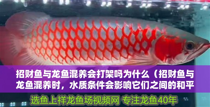 招財(cái)魚與龍魚混養(yǎng)會(huì)打架嗎為什么（招財(cái)魚與龍魚混養(yǎng)時(shí)，水質(zhì)條件會(huì)影響它們之間的和平共處）