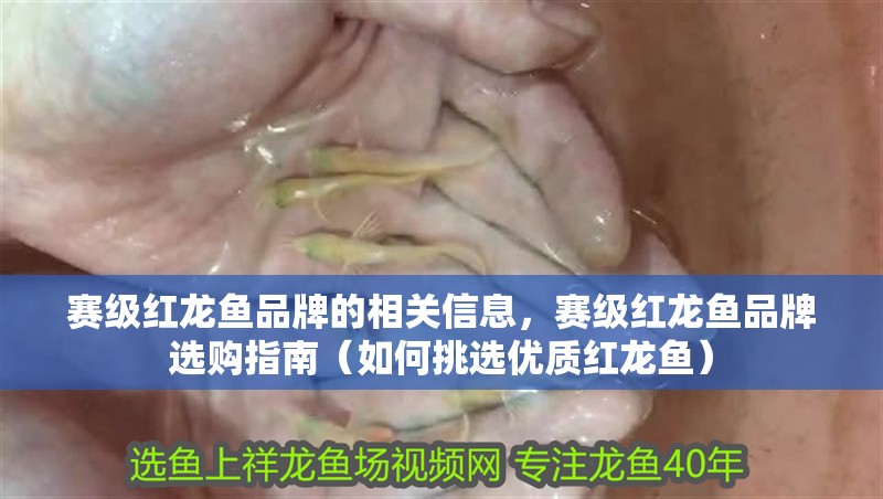 賽級紅龍魚品牌的相關信息，賽級紅龍魚品牌選購指南（如何挑選優質紅龍魚）