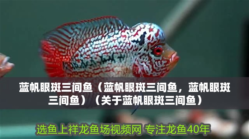 藍帆眼斑三間魚（藍帆眼斑三間魚，藍帆眼斑三間魚）（關于藍帆眼斑三間魚）