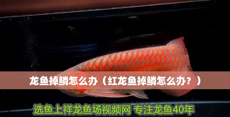龍魚掉鱗怎么辦(紅龍魚掉鱗怎么辦?)