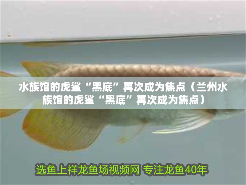 水族館的虎鯊“黑底”再次成為焦點（蘭州水族館的虎鯊“黑底”再次成為焦點）