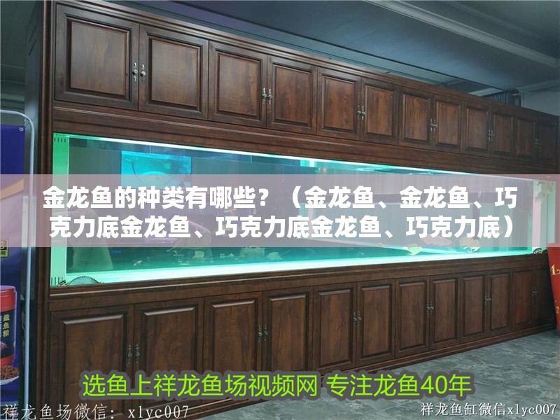 金龍魚的種類有哪些？（金龍魚、金龍魚、巧克力底金龍魚、巧克力底金龍魚、巧克力底）