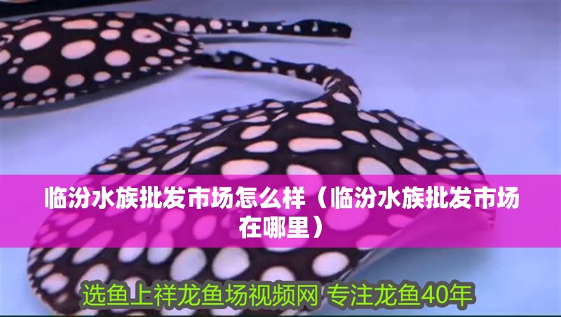 臨汾水族批發市場怎么樣（臨汾水族批發市場在哪里）