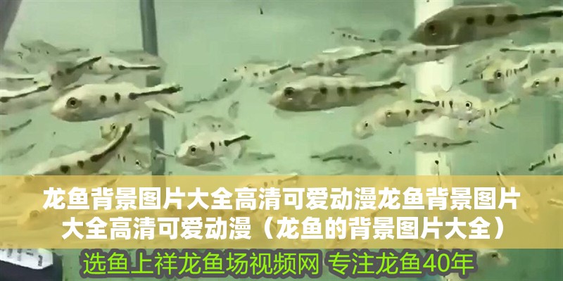 龍魚背景圖片大全高清可愛動漫龍魚背景圖片大全高清可愛動漫（龍魚的背景圖片大全）