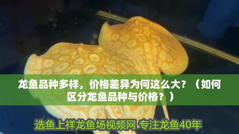 龍魚品種多樣，價(jià)格差異為何這么大？（如何區(qū)分龍魚品種與價(jià)格？）