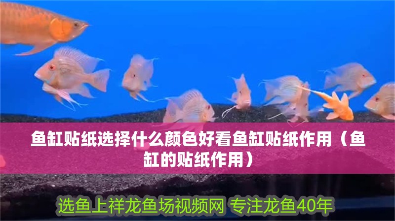 魚缸貼紙選擇什么顏色好看魚缸貼紙作用（魚缸的貼紙作用）