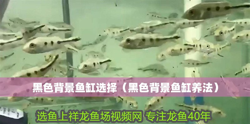 黑色背景魚缸選擇（黑色背景魚缸養(yǎng)法）