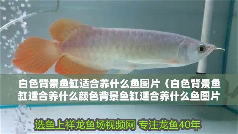 白色背景魚缸適合養(yǎng)什么魚圖片（白色背景魚缸適合養(yǎng)什么顏色背景魚缸適合養(yǎng)什么魚圖片）
