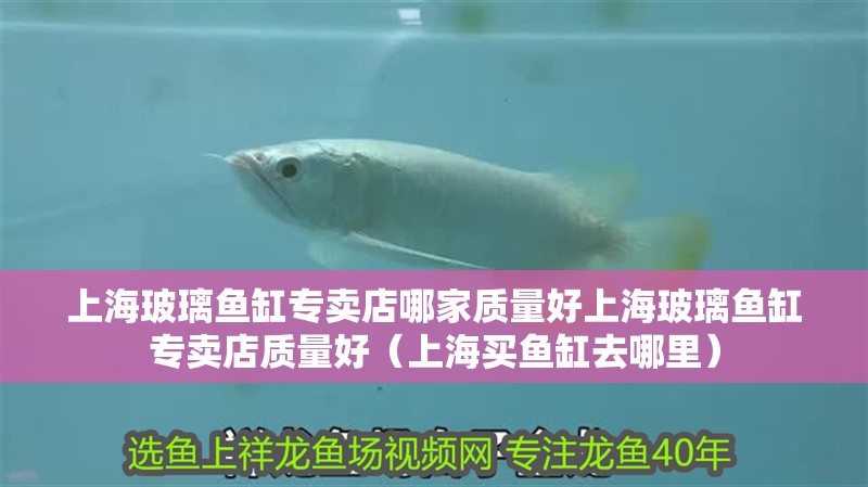 上海玻璃魚缸專賣店哪家質量好上海玻璃魚缸專賣店質量好（上海買魚缸去哪里）