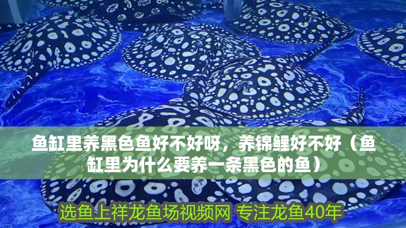 魚缸里養黑色魚好不好呀，養錦鯉好不好（魚缸里為什么要養一條黑色的魚）