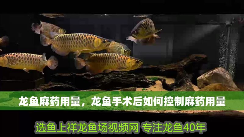 龍魚麻藥用量，龍魚手術后如何控制麻藥用量