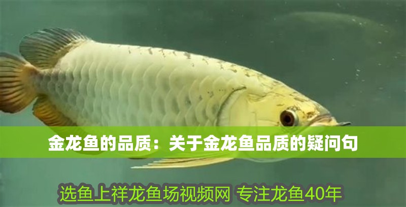 金龍魚的品質：關于金龍魚品質的疑問句