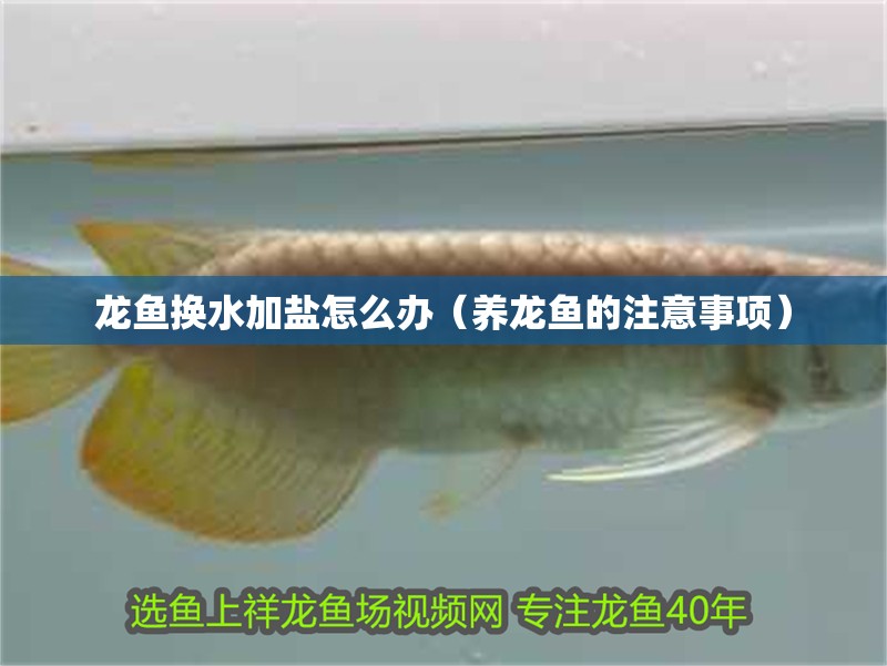 龍魚換水加鹽怎么辦（養龍魚的注意事項）