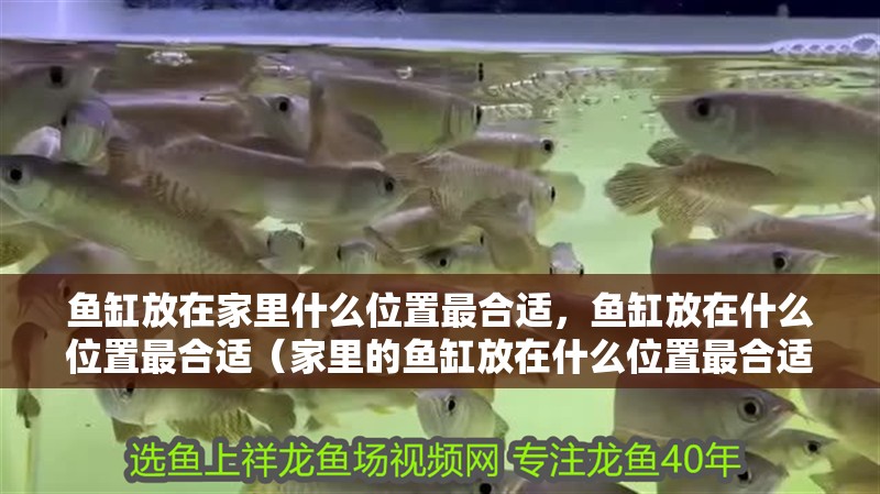 魚缸放在家里什么位置最合適，魚缸放在什么位置最合適（家里的魚缸放在什么位置最合適）