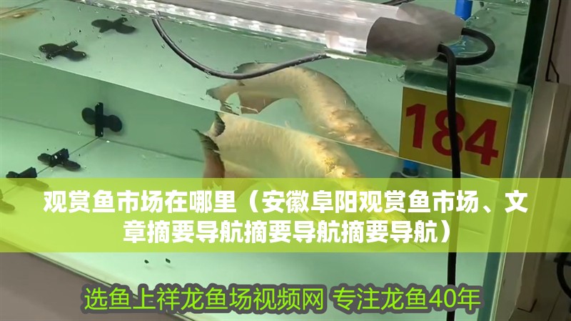 觀賞魚市場在哪里（安徽阜陽觀賞魚市場、文章摘要導航摘要導航摘要導航）