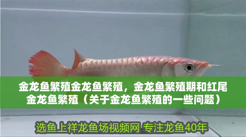 金龍魚繁殖金龍魚繁殖，金龍魚繁殖期和紅尾金龍魚繁殖（關于金龍魚繁殖的一些問題）