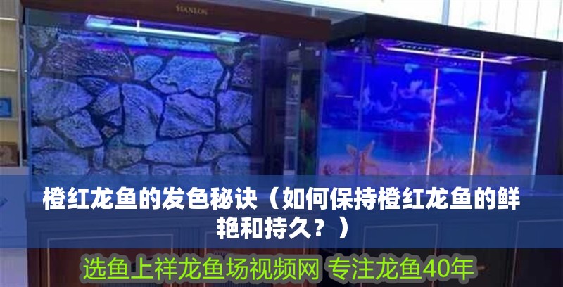 橙紅龍魚的發(fā)色秘訣（如何保持橙紅龍魚的鮮艷和持久？）