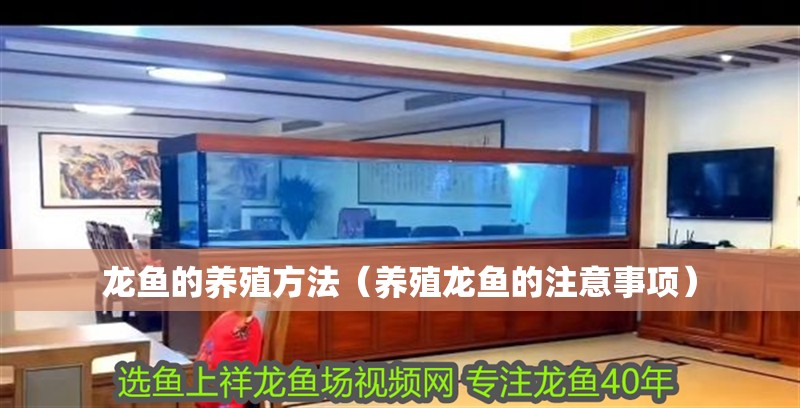 龍魚的養殖方法（養殖龍魚的注意事項）
