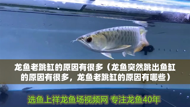 龍魚老跳缸的原因有很多（龍魚突然跳出魚缸的原因有很多，龍魚老跳缸的原因有哪些）