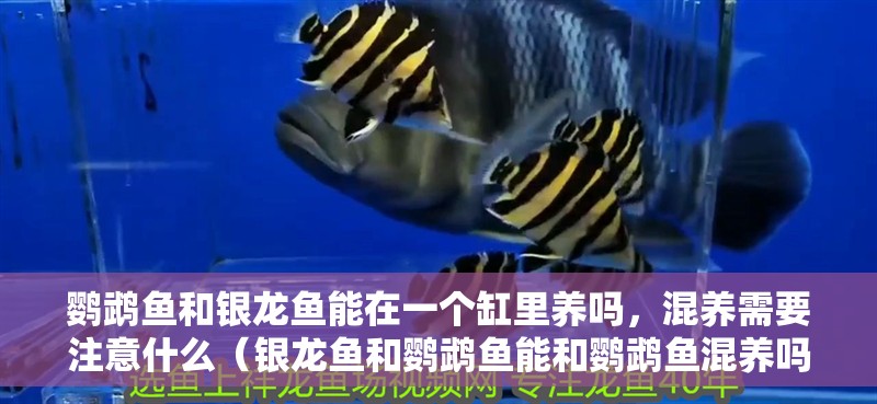 鸚鵡魚和銀龍魚能在一個缸里養嗎，混養需要注意什么（銀龍魚和鸚鵡魚能和鸚鵡魚混養嗎）