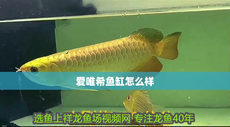 愛唯希魚缸怎么樣