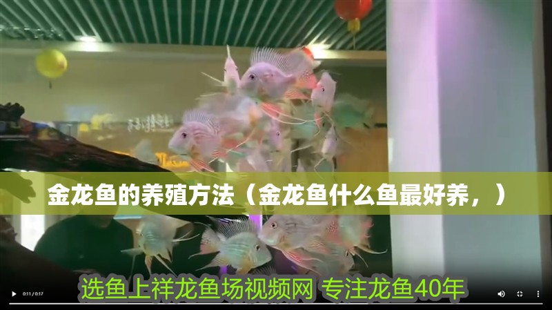 金龍魚的養殖方法（金龍魚什么魚最好養，）
