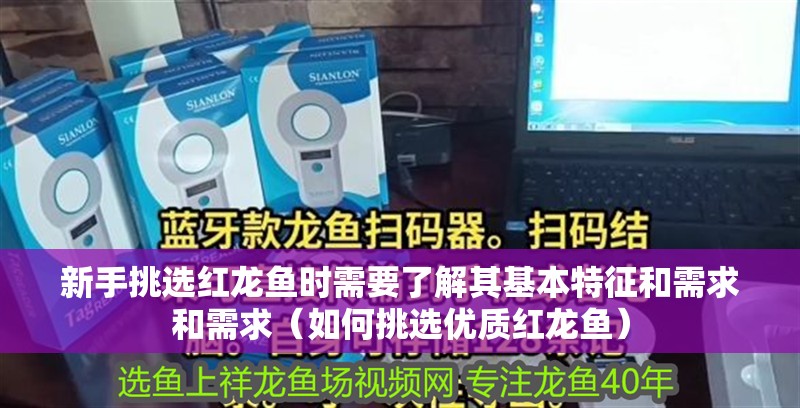 新手挑選紅龍魚時需要了解其基本特征和需求和需求（如何挑選優質紅龍魚）