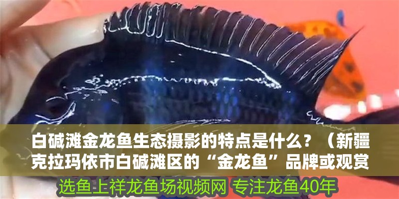 白堿灘金龍魚生態攝影的特點是什么？（新疆克拉瑪依市白堿灘區的“金龍魚”品牌或觀賞魚的具體需求）