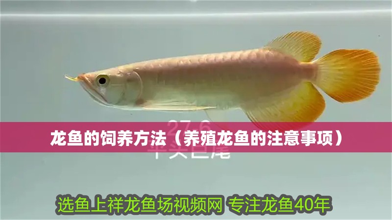 龍魚的飼養方法（養殖龍魚的注意事項）