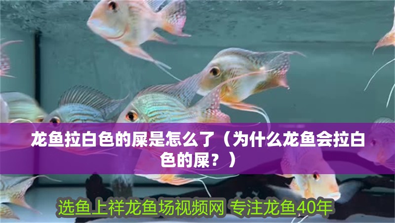 龍魚拉白色的屎是怎么了（為什么龍魚會拉白色的屎？）