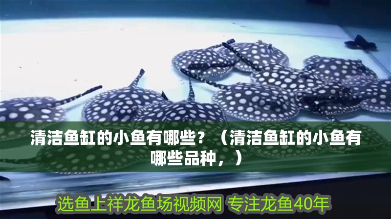 清潔魚缸的小魚有哪些？（清潔魚缸的小魚有哪些品種，）