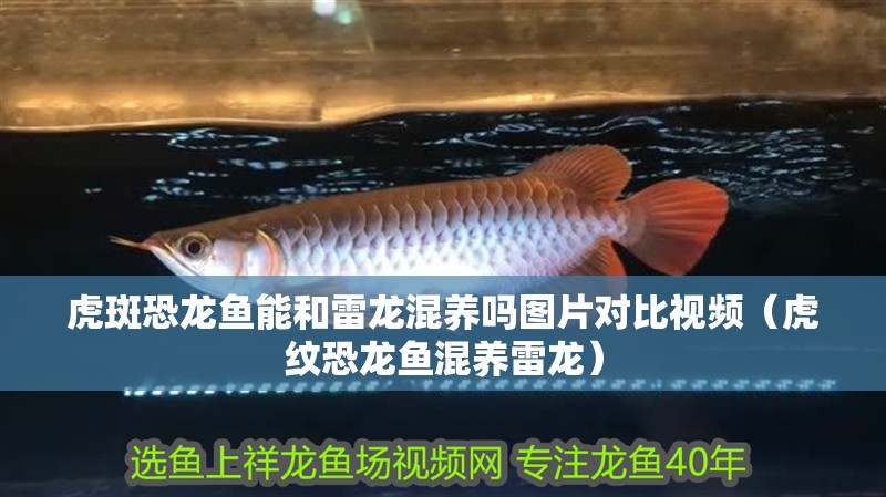 虎斑恐龍魚(yú)能和雷龍混養(yǎng)嗎圖片對(duì)比視頻（虎紋恐龍魚(yú)混養(yǎng)雷龍）