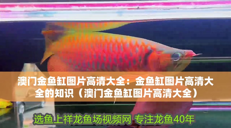 澳門金魚缸圖片高清大全：金魚缸圖片高清大全的知識（澳門金魚缸圖片高清大全）