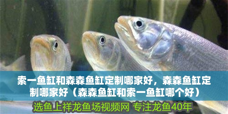索一魚缸和森森魚缸定制哪家好，森森魚缸定制哪家好（森森魚缸和索一魚缸哪個好）