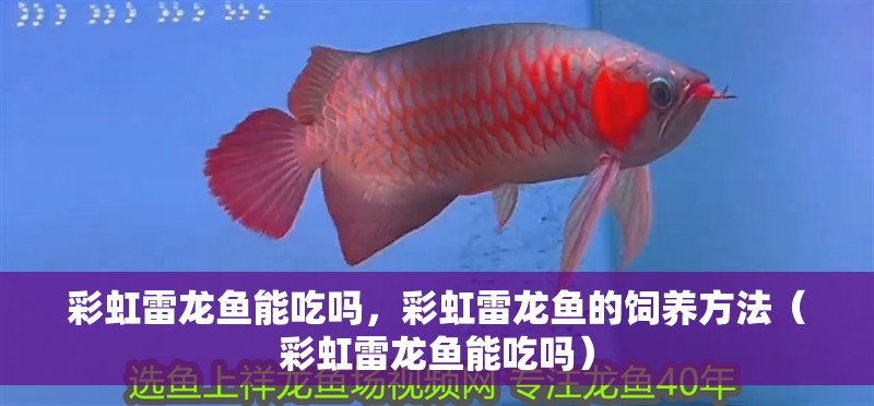 彩虹雷龍魚能吃嗎，彩虹雷龍魚的飼養(yǎng)方法（彩虹雷龍魚能吃嗎）