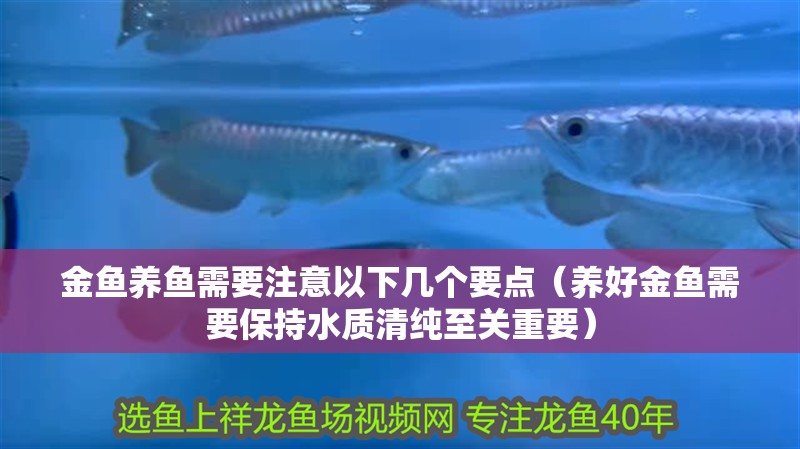 金魚養魚需要注意以下幾個要點（養好金魚需要保持水質清純至關重要）