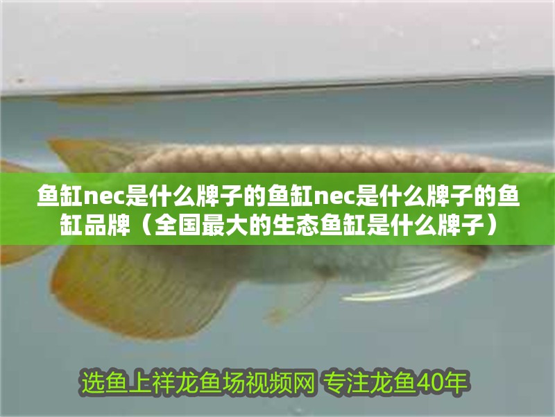 魚(yú)缸nec是什么牌子的魚(yú)缸nec是什么牌子的魚(yú)缸品牌（全國(guó)最大的生態(tài)魚(yú)缸是什么牌子）
