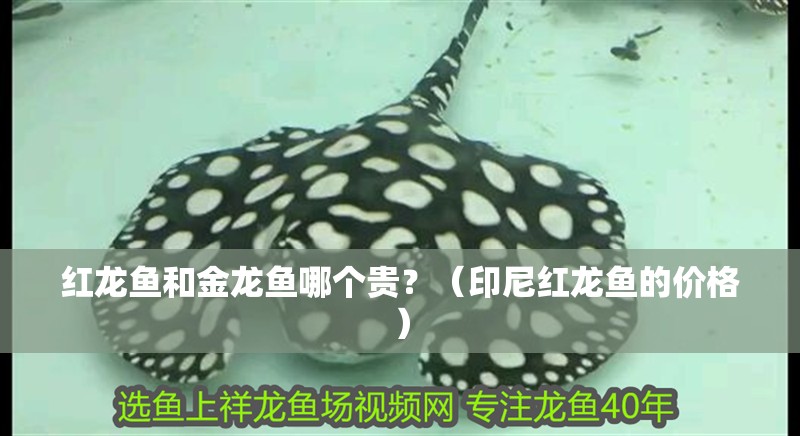 紅龍魚(yú)和金龍魚(yú)哪個(gè)貴？（印尼紅龍魚(yú)的價(jià)格）