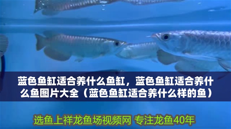 藍色魚缸適合養什么魚缸，藍色魚缸適合養什么魚圖片大全（藍色魚缸適合養什么樣的魚）