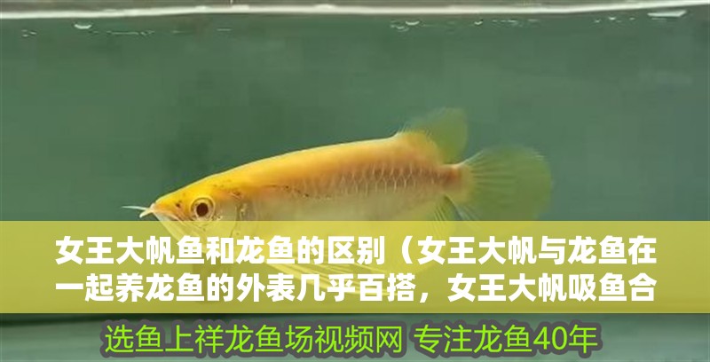 龍魚干蝦有營養(yǎng)嗎 女王大帆魚和龍魚的區(qū)別(女王大帆與龍魚在一起養(yǎng)龍魚的外表幾乎百搭,女王大帆吸魚合適) 觀賞魚百科 女王大帆魚和龍魚的區(qū)別(女王大帆與龍魚在一起養(yǎng)龍魚的外表幾乎百搭,女王大帆吸魚合適) 女王大帆魚和龍魚的區(qū)別(女王大帆與龍魚在一起養(yǎng)龍魚的外表幾乎百搭,女王大帆吸魚合適) 觀賞魚百科