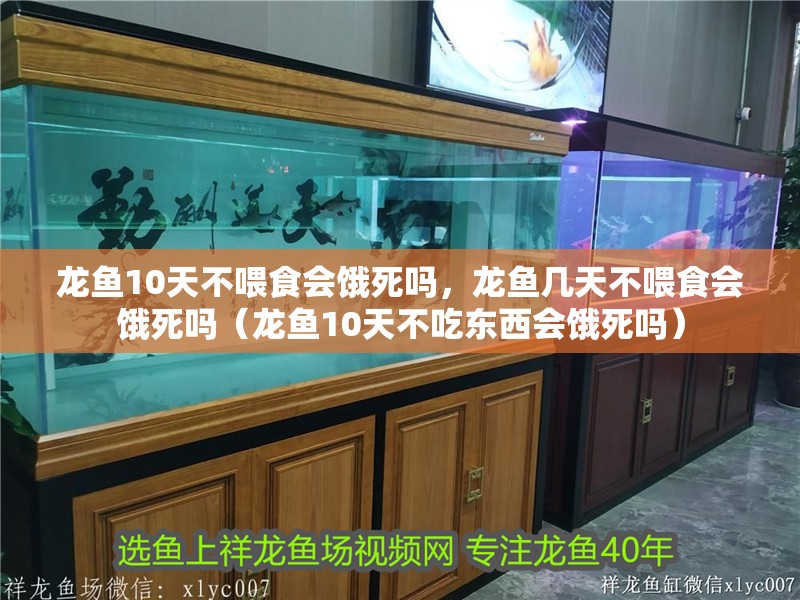 龍魚10天不喂食會餓死嗎，龍魚幾天不喂食會餓死嗎（龍魚10天不吃東西會餓死嗎）