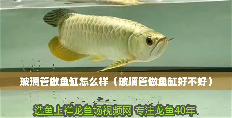 玻璃管做魚缸怎么樣（玻璃管做魚缸好不好）