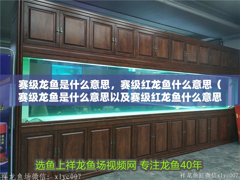 賽級龍魚是什么意思，賽級紅龍魚什么意思（賽級龍魚是什么意思以及賽級紅龍魚什么意思）