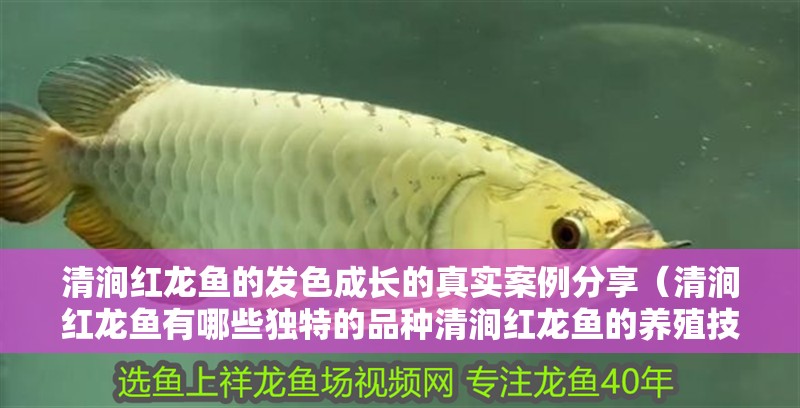 清澗紅龍魚的發(fā)色成長的真實(shí)案例分享（清澗紅龍魚有哪些獨(dú)特的品種清澗紅龍魚的養(yǎng)殖技巧）