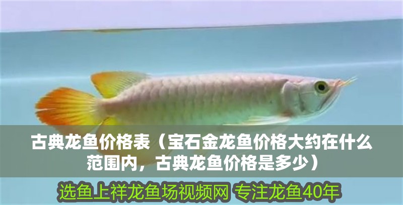 古典龍魚價格表（寶石金龍魚價格大約在什么范圍內，古典龍魚價格是多少）